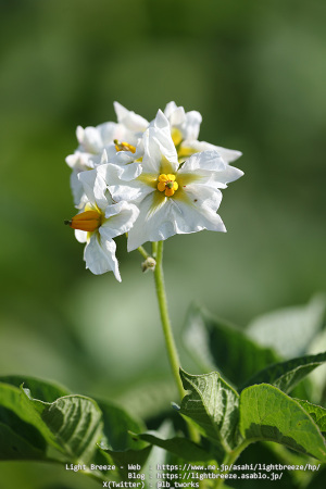 ジャガイモの花