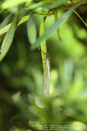 ウスバカゲロウ