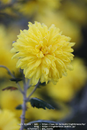 菊