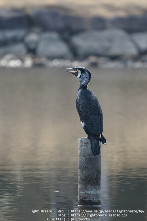 カワウ