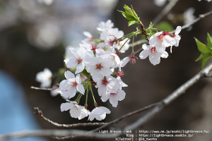 桜