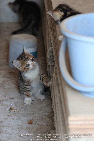 仔猫